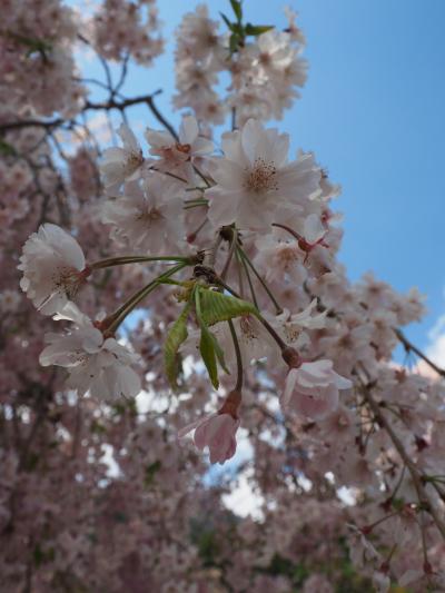 身延山久遠寺　日蓮宗総本山さん　しだれ桜を見よう!　日蓮上人の草庵・墓所へ