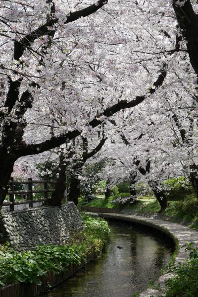 二ヶ領用水の桜