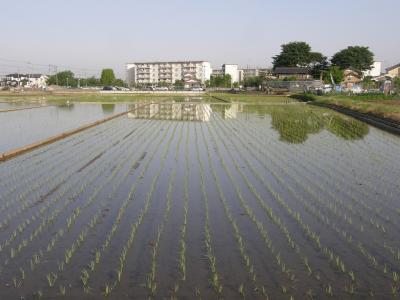 早朝ウォーキングで見られる連休中の営み・・・季節の花々や野草を楽しみながら水田の景色は一転