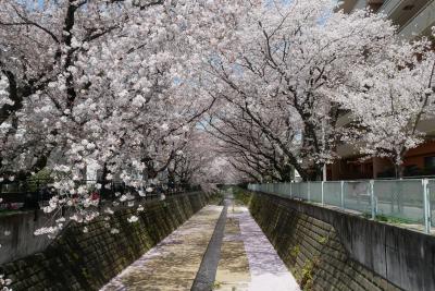 麻生川の桜