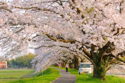 開花の早かった桜並木にプチ旅行