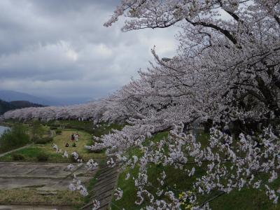 東北桜巡り2