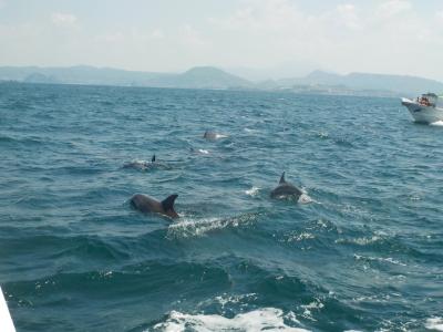 楽しいイルカウオッチングと絶景の天草松島ー2018GW旅【５】ー