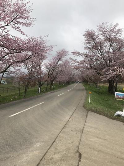 スイーツアウトレット店と満開の桜 北海道2泊3日