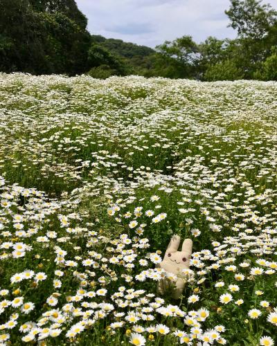 くりはま花の国に行ってみた。