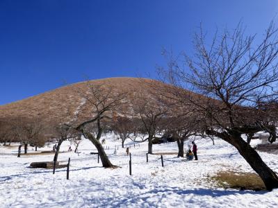 １７．桜と水仙を見る節分のHJ下田１泊　大室山麓さくらの里はソリゲレンデ