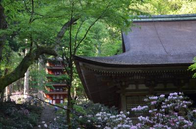 春の日帰りバスツアー　花の盛りは難しい　長谷寺＆室生寺　