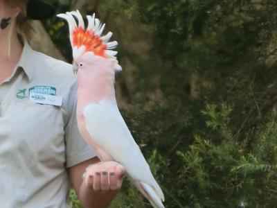 2018.4 GW・ゴールドコーストの旅②　カランビン動物園、スプリングブルック国立公園♪