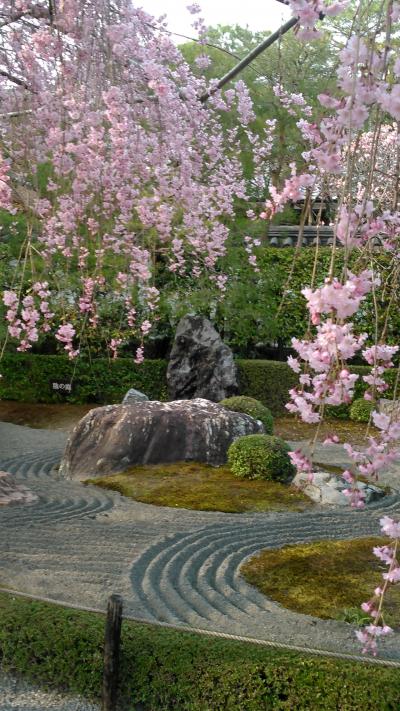 妙心寺退蔵院の枝下桜