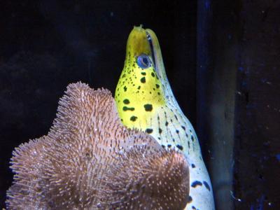 ０７．沼津港深海水族館を訪ねる沼津日帰り　沼津港深海水族館 シーラカンス・ミュージアムその５