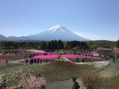 「春爛漫ネモフィラ・藤・つつじ・芝桜　を訪ねて」　第3日目