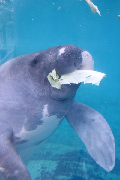 GW日帰りレッサーパンダ遠征第２弾は熱川バナナワニ園（３）その他の動物や植物：お目当てのマナティーはお食事中＆ぜひ見たかったエメラルドグリーンのジェードパインは見頃ぎりぎり