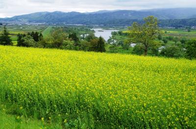 [18]飯山市「菜の花まつり」