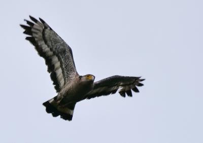 ビーチリゾート探訪は、もう卒業！これからは野鳥観察に路線変更。石垣島、西表島に飛んで、リュウキュウアカショウビン、カンムリワシに出会うぞ！の巻3：いざ！激闘!西表島 ～ 2日目編。