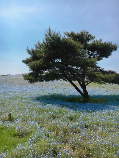 ネモフィラ天国の旅