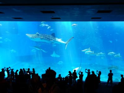 クルーズ旅☆ダイヤモンドプリンセス・那覇・石垣島・台湾④美ら海水族館