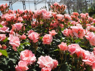 待ちに待った薔薇を今年も　見に行きました！(#^.^#)　小田原フラワーガーデンで　てんぷらドラ焼き食べて満足