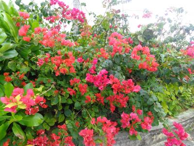 石垣島で避寒　真冬でも花が満開