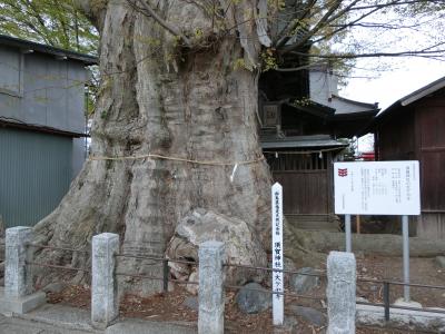 春の沼田へ！　その６　　沼田市内の舒林寺から須賀神社へ。