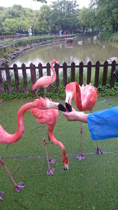 201805, GW,小学生と上海,3-2,上海野性動物園,帰りのバスがカオス過ぎた件