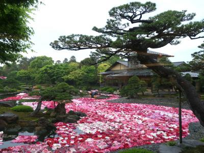 新緑の奥出雲散策と大根島の牡丹鑑賞の旅 3-2　大根島・由志園の牡丹鑑賞　　編