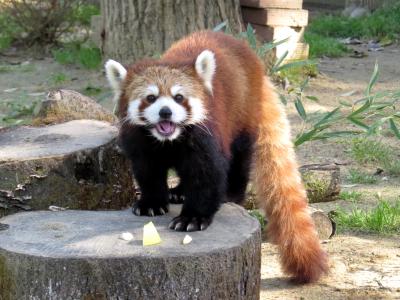 春のレッサーパンダ紀行【11】仙台市八木山動物公園 GWに続く東北遠征・・・残念！！健康診断日のティエン君には会えず＠八木山 ＋ (おまけ）海外の方に大人気の宮城キツネ村