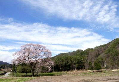 遅がけながら信州へ桜の花見に出かけました（読売旅行写真倶楽部）