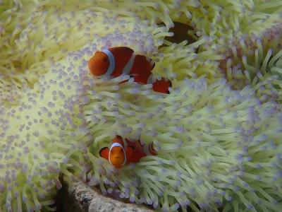 秋の沖縄(2)まったりダイビングでニモちゃん