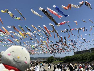 鯉のぼりを見に、京都亀岡と大阪高槻に