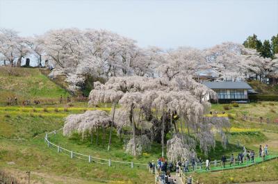 日本三大桜・三春滝桜を巡る日帰り旅行