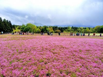 富士芝桜まつりと忍野八海バスツアー