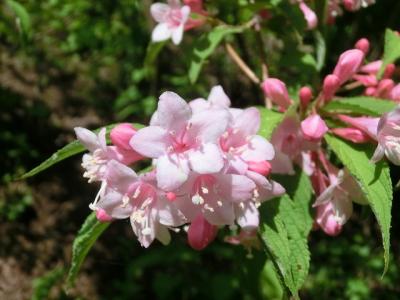 また来てしまいました　「花の山」の横山岳