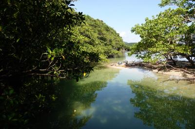 ビーチリゾート探訪は、もう卒業！これからは野鳥観察に路線変更。石垣島、西表島に飛んで、リュウキュウアカショウビン、カンムリワシに出会うぞ！の巻4：いざ！激闘!西表島最終日 ～ 3日目編。