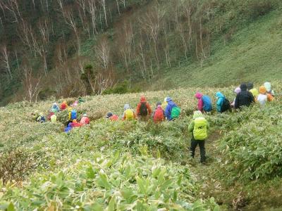 八間山(野反湖)登山と満開のシラネアオイを楽しみました