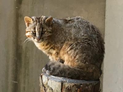 対馬でツシマヤマネコの福馬くんとご対面。