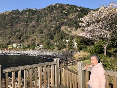 富戸に泊まって伊豆の桜を満喫（宇根の展望台）