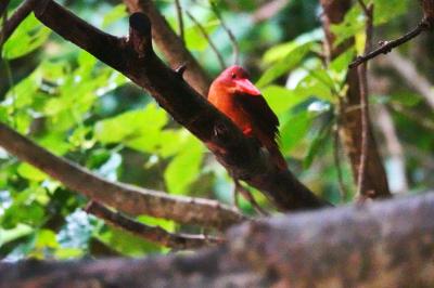 ビーチリゾート探訪は、もう卒業！これからは野鳥観察に路線変更。石垣島、西表島に飛んで、リュウキュウアカショウビン、カンムリワシに出会うぞ！の巻5：いざ！激闘!石垣島～ 4日目および最終日編。