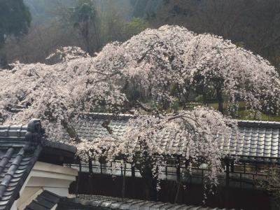 花の都の桜廻り２ -2016春-