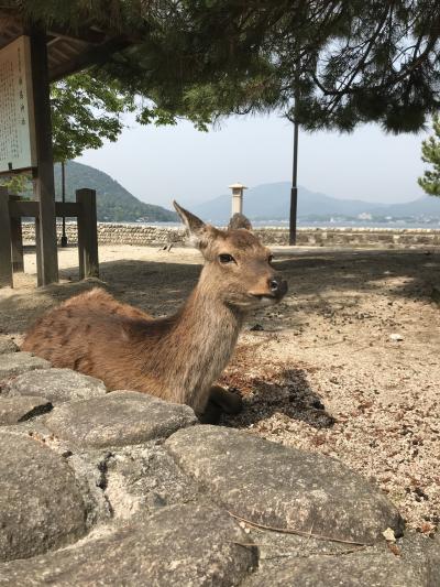 5度目の宮島⛩