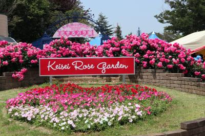 念願の京成バラ園に出かけてきた！満開の薔薇に幸せを感じる