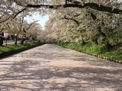 201805GW-05_GWの弘前公園の桜（花筏）