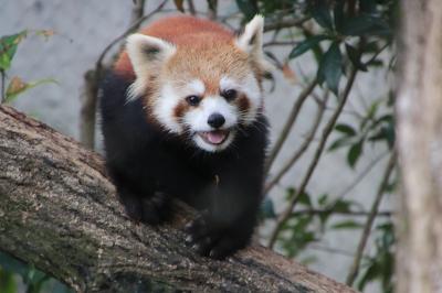 雨でも赤ちゃんラッシュの埼玉こども動物自然公園（前編）レッサーパンダのミヤビちゃんと両親と祖父母全員に会えた＆ミルクタイムの子牛からリニューアル閉鎖前の小動物コーナーの見納め