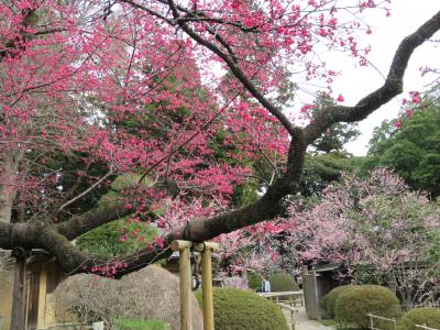 梅香る水戸偕楽園と水戸藩の藩校・弘道館を巡る