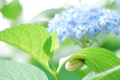 ★ひとりお花見部　大和郡山の矢田寺 と 京都平安神宮で 紫陽花のお花見★