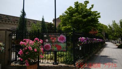 フラリエで薔薇観賞してきました
