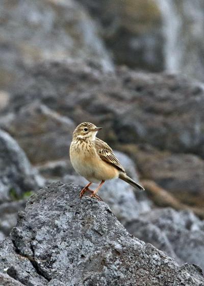 野鳥撮影記録・２０１８年５月舳倉島その４