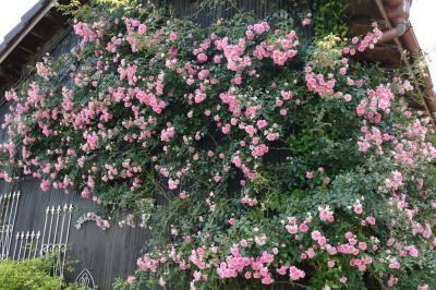 ツアーに選ばれたオープンガーデン１　バラの香りに包まれて♪　Bluemoon Cottageさん