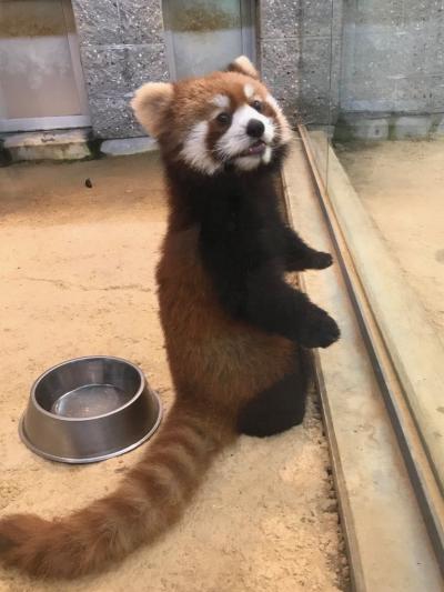 東尋坊で肝を冷やしたあとは西山公園のレッサーパンダでほんわか癒やされました