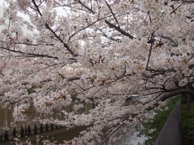 車中泊で１泊２日桜巡り、１日目は東京【六義園】【目黒川】横浜【大岡川】