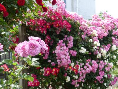 向ヶ丘遊園・ばら苑アクセスロードのバラ_2018_駅からばら苑へ、モノレール跡地に綺麗なバラが咲いています。（川崎市）